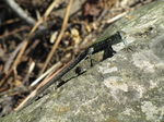 SX19634 Green lizard on rocks at Corniglia, Cinque Terre, Italy.jpg